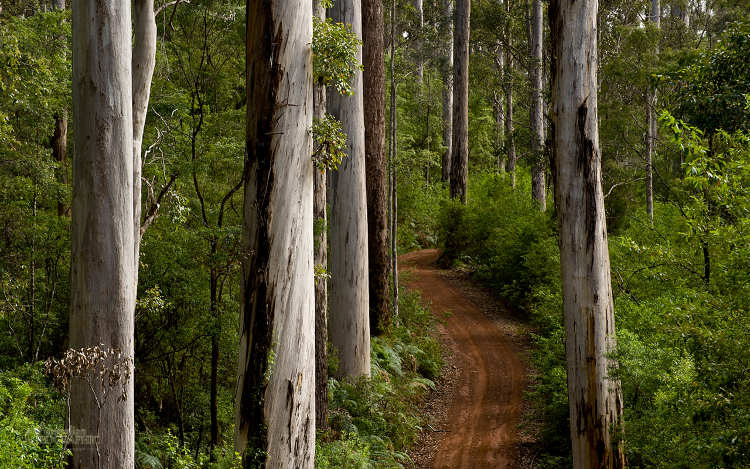 Karri Forest - Great forest trees drive
