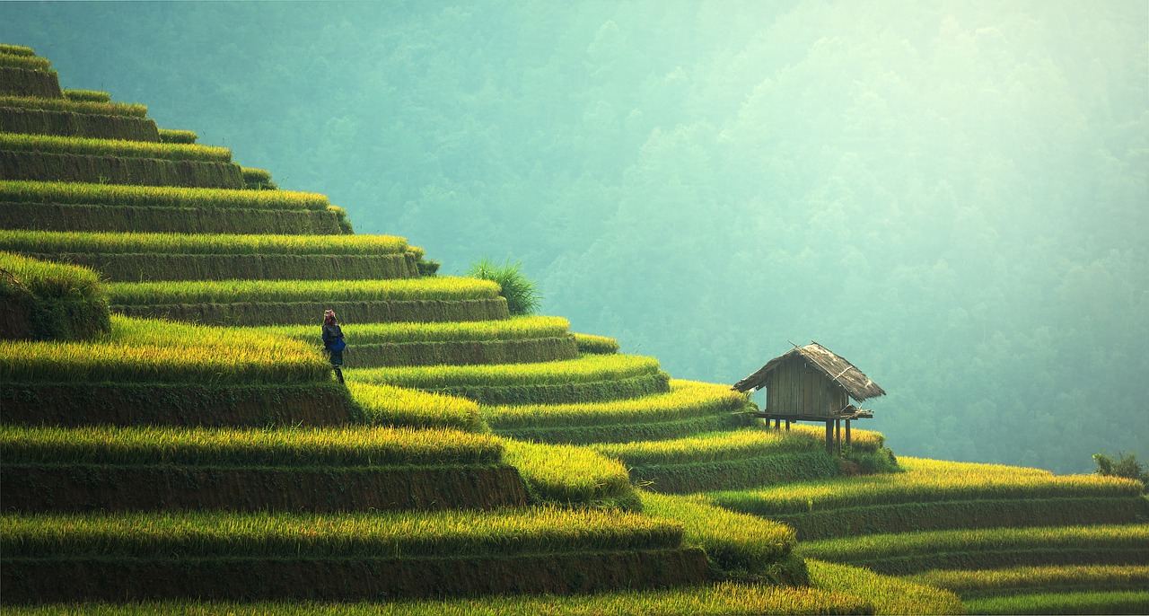 China Tea Field